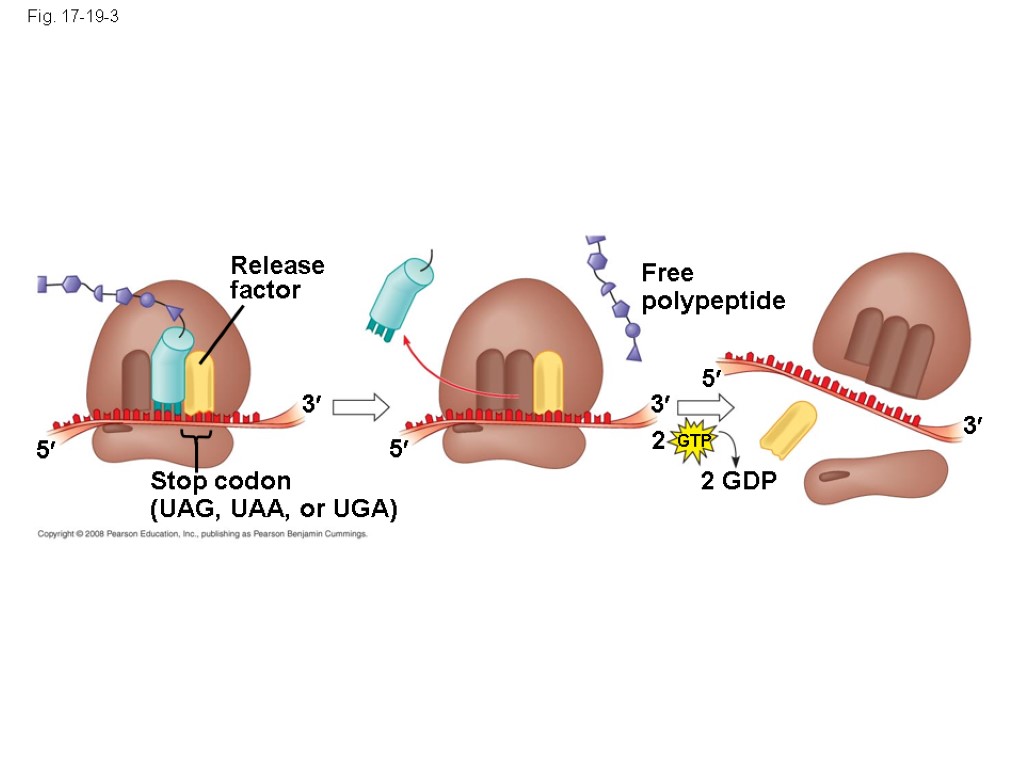 Fig. 17-19-3 Release factor 3 5 Stop codon (UAG, UAA, or UGA) 5 3